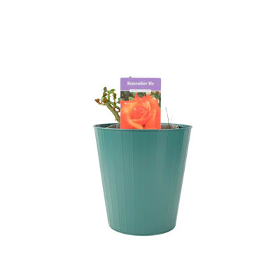 Remember Me Rose Pots 5.5L Pot Copper Orange Hybrid Tea Rose Garden Plant