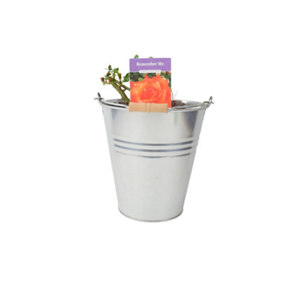 Remember Me Rose Pots 5.5L Pot Copper Orange Hybrid Tea Rose Garden Plant