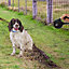 Retractable Dog Lead Training Pet Leash 5m Max 25kgs Extendable Black