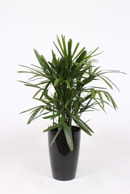 Kunstplant Drakenbloedboom op stam pot in pot H 130 cm kopen