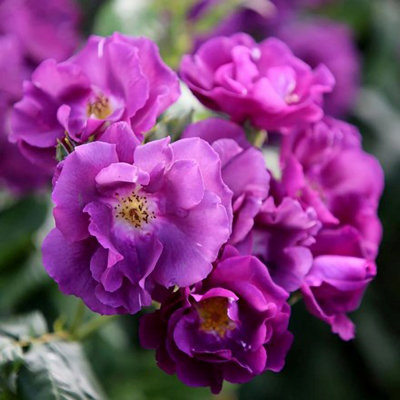 Rhapsody in Blue Floribunda Bush Rose of the Year 2003 Scented Flowers ...