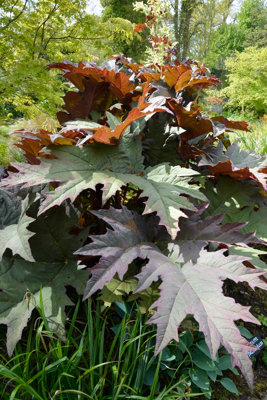 Rheum palmatum var tanguticum Plug plant Hardy Plant