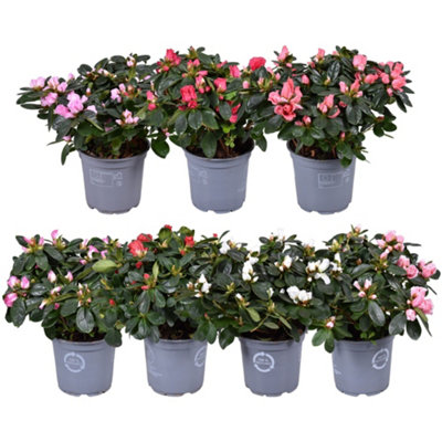 Rhodo Si Mixed, 12cm Pot Size, 25cm Tall, Azalea