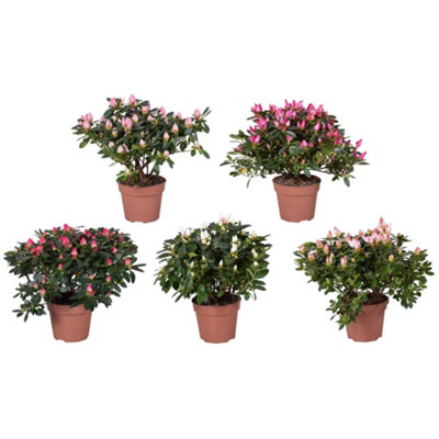 Rhodo Si Mixed, 13cm Pot Size, 27cm Tall, Rhodo Si Fluostern ...