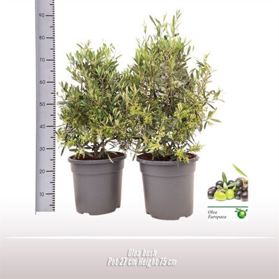 Rhodo Si Mixed, 13cm Pot Size, 27cm Tall, Rhodo Si Fluostern ...