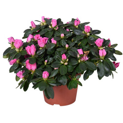 Rhodo Si Rose Vogel, 13cm Pot Size, 27cm Tall, Rhododendron, Indoor  Houseplant