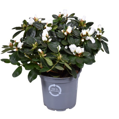 Rhodo Si Witte Vogel, 12cm Pot Size, 25cm Tall, Rhododendron Si Witte ...