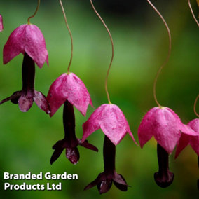 Rhodochiton atrosanguineus Purple Bell Vine 10 Plug Plants
