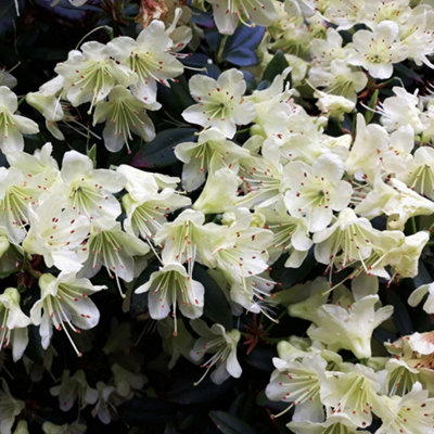 Rhododendron (Aj) Palestrina 2 Litre Potted Plant x 2