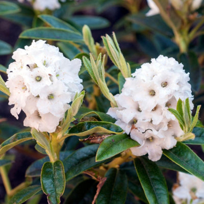 Rhododendron Arctic (15-25cm Height Including Pot) Garden Plant ...