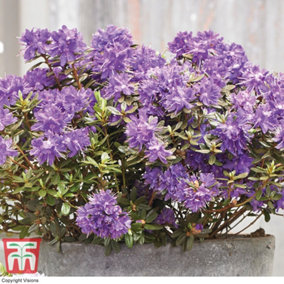 Rhododendron Azurika 2 Litre Potted Plant x 1