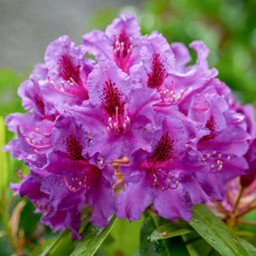 Rhododendron Azurro, Evergreen Shrub Plant for UK Gardens (15-25cm Height Including Pot)