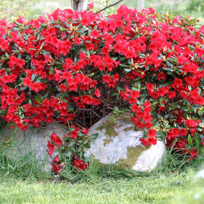 Rhododendron Baden Baden Garden Plant - Red Blooms, Compact Size, Hardy (15-30cm Height Including Pot)