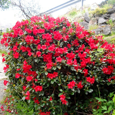 Rhododendron Baden Baden Garden Plant - Red Blooms, Compact Size, Hardy ...