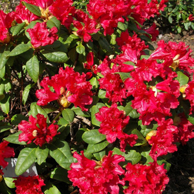Rhododendron Baden Baden Garden Plant - Red Blooms, Compact Size, Hardy (15-30cm Height Including Pot)