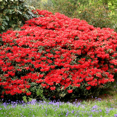 Rhododendron Baden Baden Garden Plant - Red Blooms, Compact Size, Hardy ...