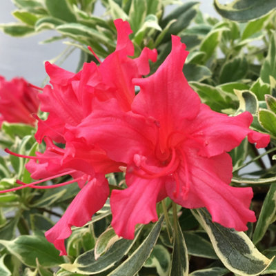 Rhododendron Bollywood in a 3L Pot Bright Red