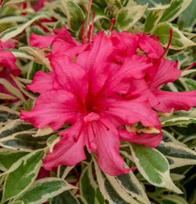 Rhododendron Bollywood in a 3L Pot Bright Red