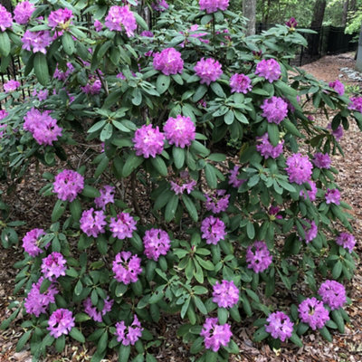 Rhododendron Catawbiense Grandiflorum Evergreen Flowering Garden Shrub Pot  Plant - 9cm pot (20-30cm)