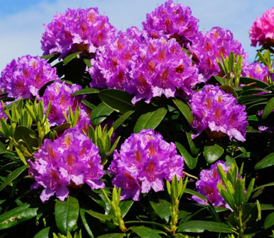 Rhododendron Catawbiense Grandiflorum Purple Evergreen Shrub Plant ...
