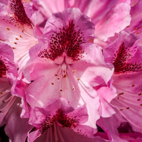 Rhododendron Cosmopolitan (Pink) in a 17cm Pot