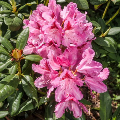 Rhododendron Cosmopolitan (Pink) in a 17cm Pot