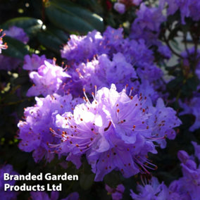 Rhododendron Dwarf Blue 2 Litre Potted Plant x 1