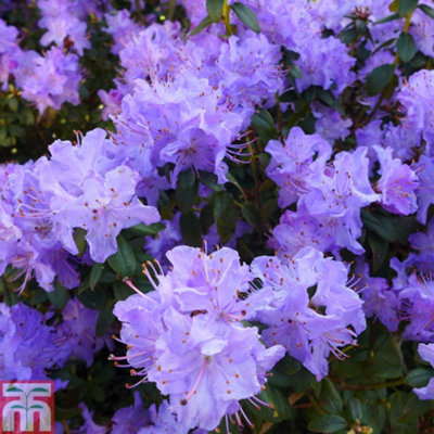 Rhododendron Dwarf Blue Diamond 3 Litre Potted Plant x 1