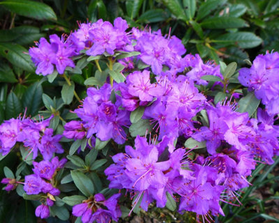 Rhododendron Dwarf Blue Silver 3 Litre Potted Plant x 1