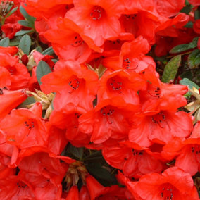 Rhododendron Elizabeth Garden Plant - Vibrant Red Blooms, Compact Growth, Medium Size (20-30cm Height Including Pot)