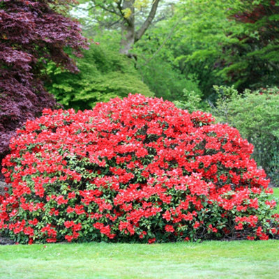 Rhododendron Elizabeth Garden Plant - Vibrant Red Blooms, Compact Growth, Medium Size (20-30cm Height Including Pot)