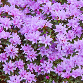 Rhododendron Evergreen Garden Plant - Stunning Light Purple Blooms, Compact Size (20-30cm Height Including Pot)