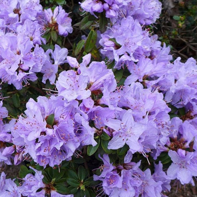 Rhododendron Evergreen Garden Plant - Stunning Light Purple Blooms, Compact Size (20-30cm Height Including Pot)