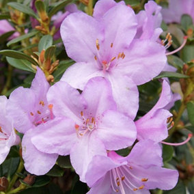 Rhododendron Garden Plant - Lilac-Pink Blooms, Compact Growth, Medium Size (20-30cm Height Including Pot)