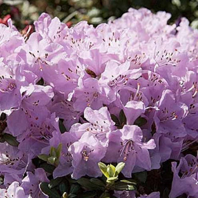 Rhododendron Garden Plant - Lilac-Pink Blooms, Compact Growth, Medium ...