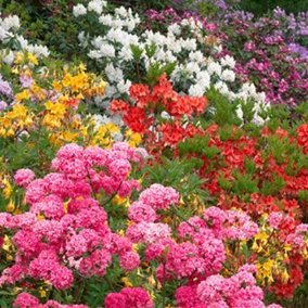 Rhododendron Garden Plant Mix - Colourful Shrubs in 9cm Pots (6 Plants)