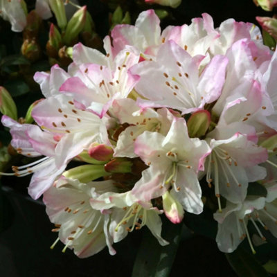 Rhododendron Ginny Gee (15-25cm Height Including Pot) Garden Plant - Dwarf  Shrub, Abundant Blooms