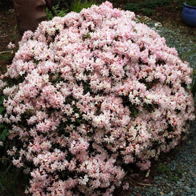 Rhododendron Ginny Gee (15-25cm Height Including Pot) Garden Plant - Dwarf  Shrub, Abundant Blooms