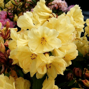 Rhododendron Golden Wonder Garden Plant - Vibrant Yellow Blooms, Compact Growth, Medium Size (20-30cm Height Including Pot)