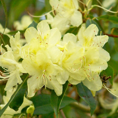 rhododendron staunässe Zwerg-Rhododendron 'Graziella' – Rhododendron ponticum, ca. 50 cm