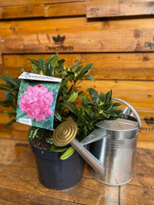 Rhododendron Goldfinger Evergreen Shrub Extra Large in 10 Litre Pot by ...