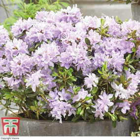Rhododendron Gristede 2 Litre Potted Plant x 1