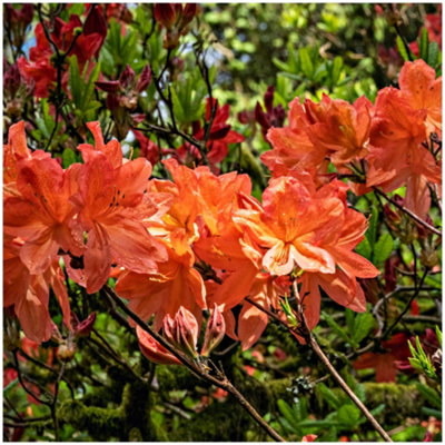 Rhododendron Hotspur Orange In 9cm Pot, Vibrant Orange Flowers