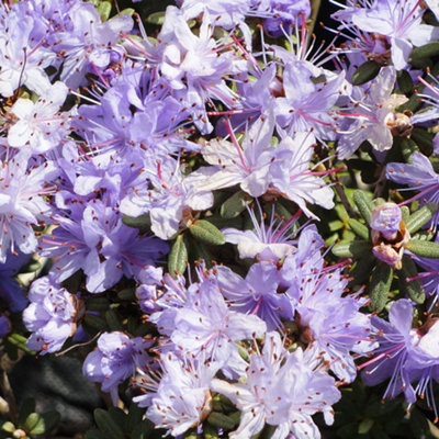 Rhododendron Impeditum Garden Plant - Purple-Blue Blooms, Compact Size, Hardy (15-30cm Height Including Pot)