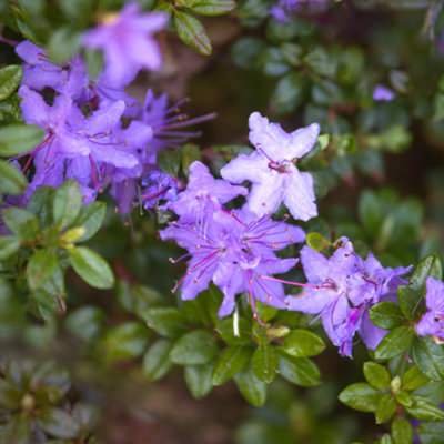 Rhododendron Impeditum Garden Plant - Purple-Blue Blooms, Compact Size, Hardy (15-30cm Height Including Pot)