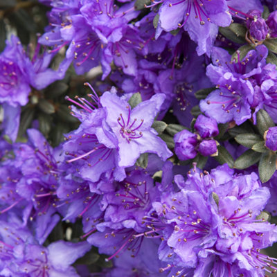 Rhododendron Impeditum Garden Plant - Purple-Blue Blooms, Compact Size, Hardy (15-30cm Height Including Pot)