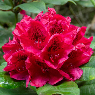 Rhododendron Lord Roberts Evergreen Outdoor Garden Shrub Red Flowering ...
