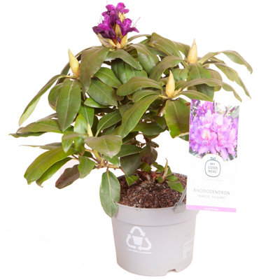 Rhododendron Marcel Menard (purple) 17cm - 3