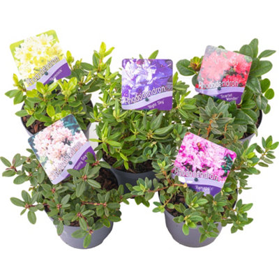 Rhododendron Mix 5 Plants (15-25cm Height Including Pot) Garden Plants ...