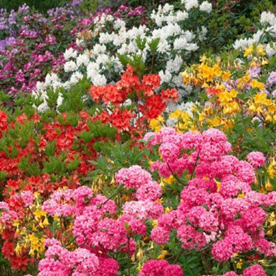 Rhododendron Mix 5 Plants (15-25cm Height Including Pot) Garden Plants ...